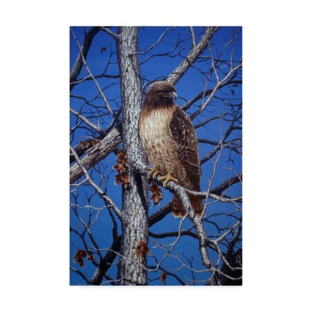 Trademark Fine Art Jeff Tift 'Red Tailed Hawk' Canvas Art, 16x24 ALI30278-C1624GG